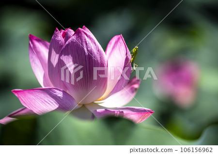 A praying mantis waiting for food on a lotus flower 106156962