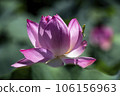 A praying mantis waiting for food on a lotus flower 106156963