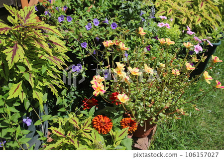 群植和盆栽多種花卉 群植和盆栽多種花卉 106157027