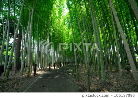 Fresh green bamboo grove in Daimon Takenoko Park [Eco image] 106157096