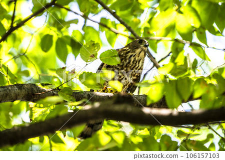 樹蔭下的津美 106157103