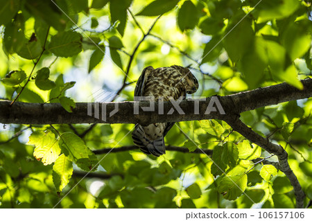 Tsumi in the shade 106157106
