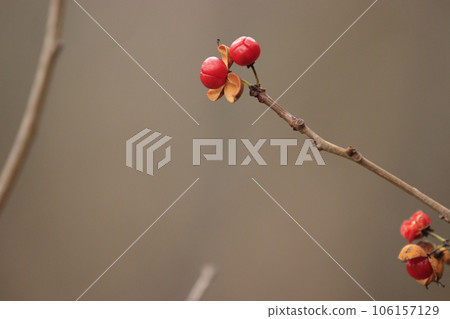 初冬的森林風景，河邊劈開的日本刺樹的果實 106157129