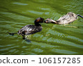 Grebe feeding its cubs 106157285