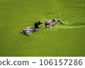 Grebe feeding its cubs 106157286