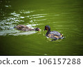 Grebe feeding its cubs 106157288