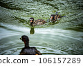 Grebe feeding its cubs 106157289