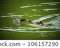 Grebe feeding its cubs 106157290