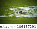 Grebe feeding its cubs 106157291