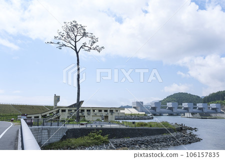 A miraculous lone pine that survived the tsunami A miraculous lone pine that survived the tsunami 106157835