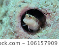 juvenile daisy 106157909