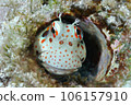 Montuki frogfish 106157910