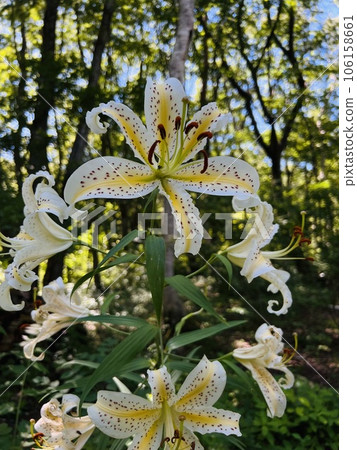 [Shinano Town, Nagano Prefecture] Golden-tree blooming in Kurohime Kogen 106158661