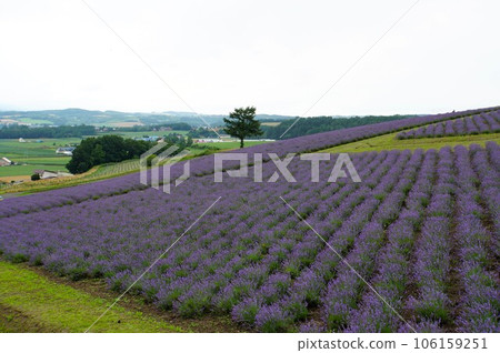 Hinode Park Lavender Garden Scenery Hinode Park Lavender Garden Scenery 106159251