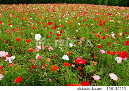Poppies in full bloom Farm Tomita Poppies in full bloom Farm Tomita 106159253