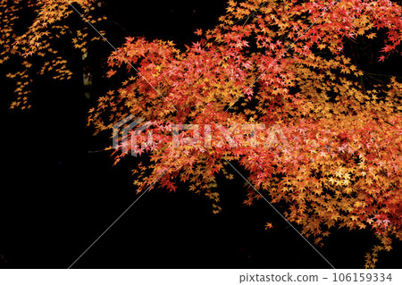 Bright autumn leaves Bright autumn leaves 106159334