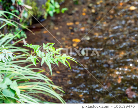 夏天的清爽景色 泉水清澈的溪流 夏天的清爽景色 泉水清澈的溪流 106159470