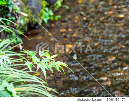 Refreshing scenery in summer A pure stream flowing from a spring Refreshing scenery in summer A pure stream flowing from a spring 106159471