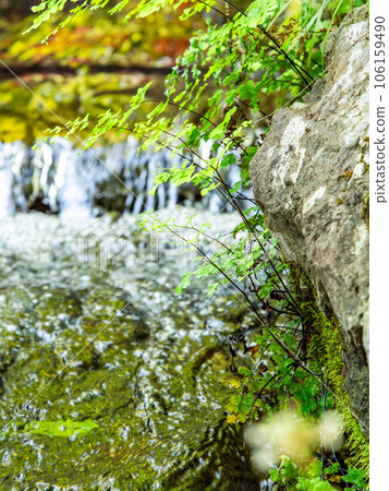 Refreshing scenery in summer A pure stream flowing from a spring Refreshing scenery in summer A pure stream flowing from a spring 106159490