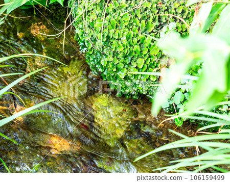 Refreshing scenery in summer A pure stream flowing from a spring Refreshing scenery in summer A pure stream flowing from a spring 106159499