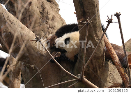 Baby panda taking a nap on a tree 106159535