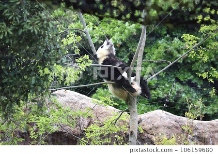Baby panda playing on a tree Baby panda playing on a tree 106159680