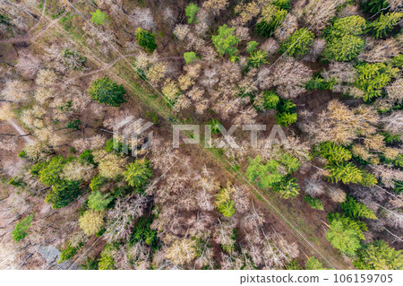 Drone view of the trail in the forest 106159705