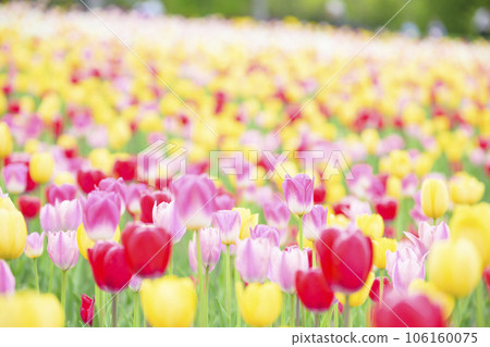 Tulips in full bloom 106160075