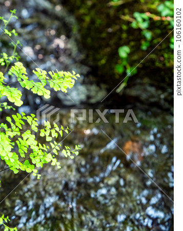 Refreshing scenery in summer A pure stream flowing from a spring Refreshing scenery in summer A pure stream flowing from a spring 106160102