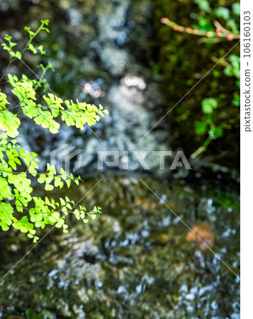 Refreshing scenery in summer A pure stream flowing from a spring Refreshing scenery in summer A pure stream flowing from a spring 106160103