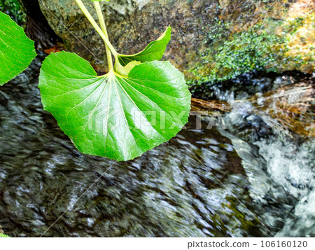 Refreshing scenery in summer A pure stream flowing from a spring Refreshing scenery in summer A pure stream flowing from a spring 106160120