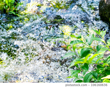 夏天的清爽景色 泉水清澈的溪流 夏天的清爽景色 泉水清澈的溪流 106160636