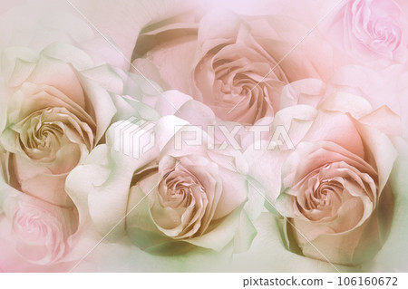 Flowrs  roses. Floral background.  Close-up. Nature. Flowrs  roses. Floral background.  Close-up. Nature. 106160672