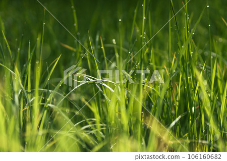 Morning terraced rice fields and huts 106160682