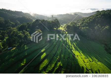 Fields on mountains in foggy morning Fields on mountains in foggy morning 106160693