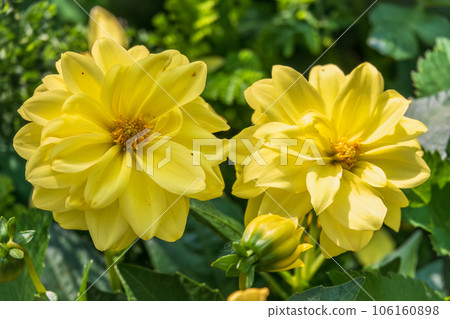 A wonderful Yellow dahlia flower is blooming in the garden. 106160898