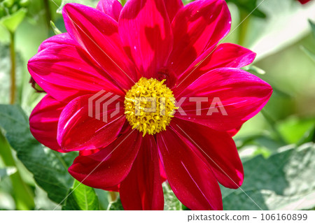 A wonderful red dahlia flower is blooming in the garden. 106160899