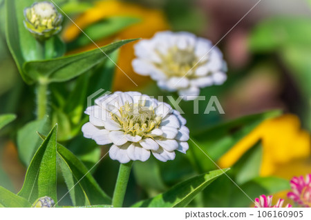 Colourful Feverfew Flowers, Tanacetum parthenium. Beautiful white and yellow Colourful Feverfew Flowers, Tanacetum parthenium. Beautiful white and yellow 106160905