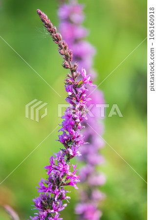Summer Flowering Purple Loosestrife, Lythrum tomentosum on a green blured background. 106160918