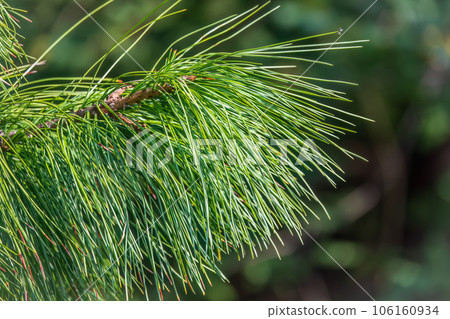 Cedar branches with long fluffy needles with a beautiful blurry background. 106160934