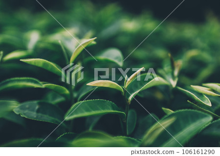 Top of Green tea leaf in the morning, tea plantation Top of Green tea leaf in the morning, tea plantation 106161290