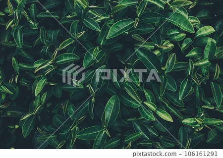 Top of Green tea leaf in the morning, tea plantation Top of Green tea leaf in the morning, tea plantation 106161291