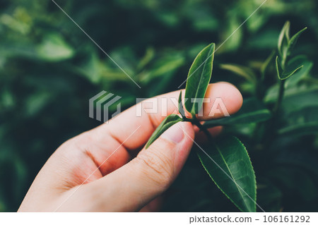 Top of Green tea leaf in the morning, tea plantation 106161292