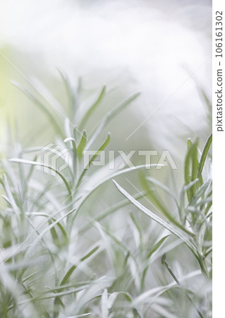 Fresh Rosemary Herb grow outdoor. Rosemary leaves Close-up. Fresh Rosemary Herb grow outdoor. Rosemary leaves Close-up. 106161302