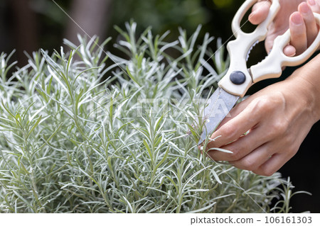 Fresh Rosemary Herb grow outdoor. Rosemary leaves Close-up. Fresh Rosemary Herb grow outdoor. Rosemary leaves Close-up. 106161303