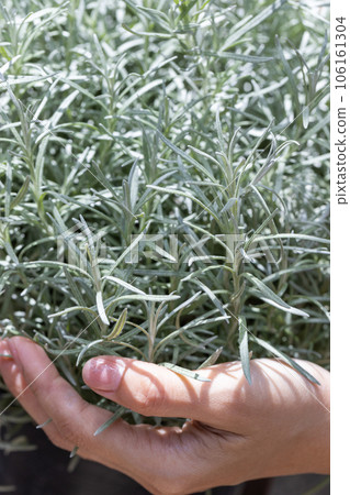 Fresh Rosemary Herb grow outdoor. Rosemary leaves Close-up. Fresh Rosemary Herb grow outdoor. Rosemary leaves Close-up. 106161304