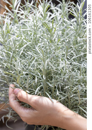 Fresh Rosemary Herb grow outdoor. Rosemary leaves Close-up. Fresh Rosemary Herb grow outdoor. Rosemary leaves Close-up. 106161305