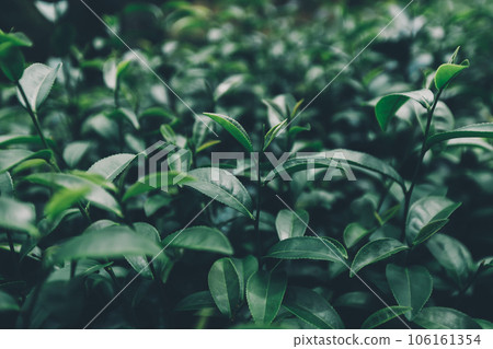 Top of Green tea leaf in the morning, tea plantation Top of Green tea leaf in the morning, tea plantation 106161354