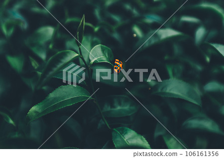 Top of Green tea leaf in the morning, tea plantation 106161356