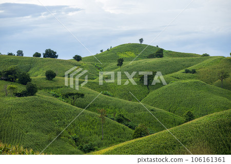 Green Rice Field with Mountains Background Green Rice Field with Mountains Background 106161361